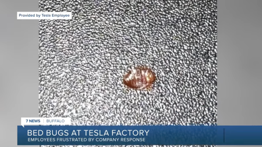 Bed Bug Outbreak at Tesla Factory Causes Health Concerns
