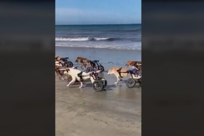 Disabled dogs racing at full speed in their wheelchairs