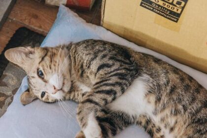 The Complete Guide to Cleaning a Cat Litter Box Properly