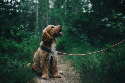 How much time is it okay to leave a dog alone