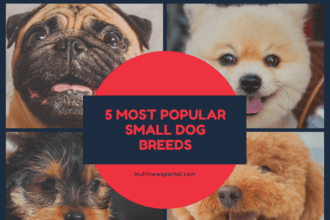 5 Most Popular Small Dog Breeds