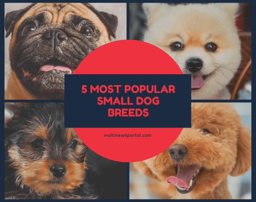 5 Most Popular Small Dog Breeds