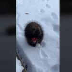 Adorable Porcupine