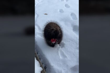 Adorable Porcupine