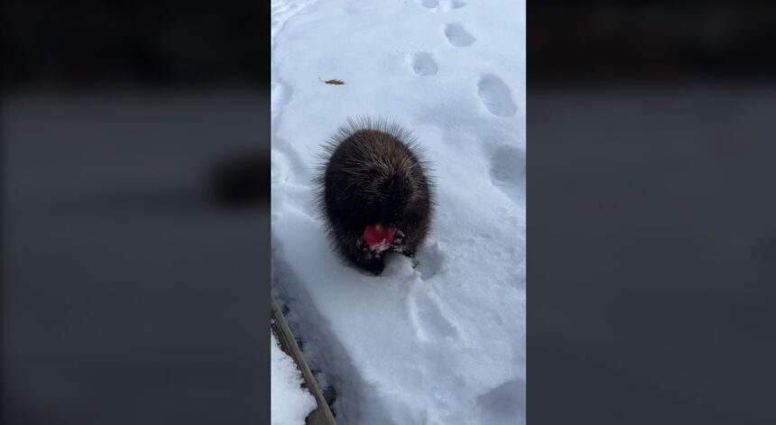 Adorable Porcupine