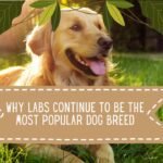 Why Labs Continue To Be The Most Popular Dog Breed