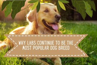 Why Labs Continue To Be The Most Popular Dog Breed