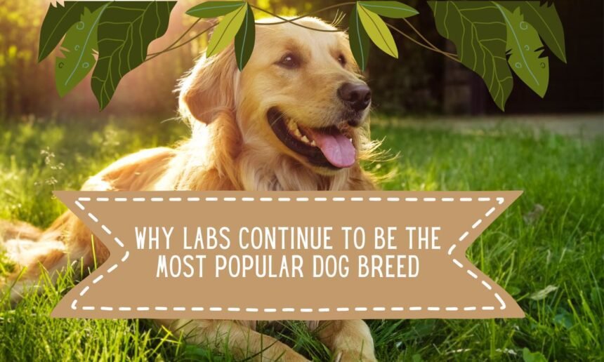 Why Labs Continue To Be The Most Popular Dog Breed