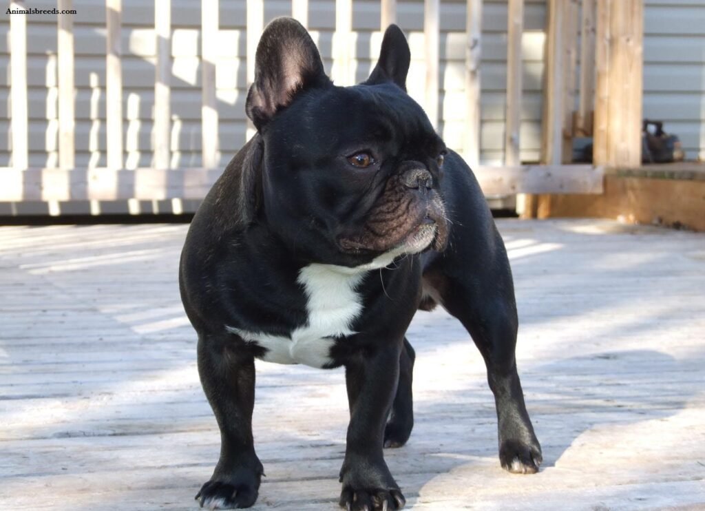 French Bulldog | Most Popular Small Dog Breeds