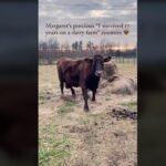 Rescued Dairy Cow