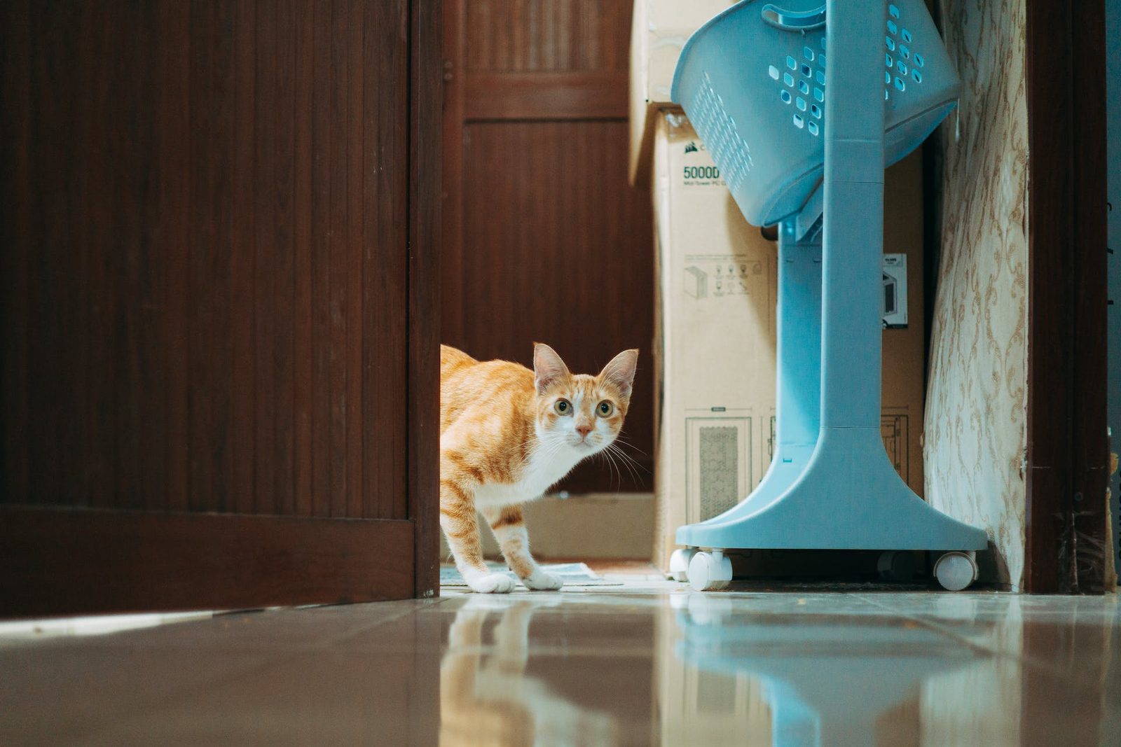 Why Do Cats Stick Their Paws Under Doors? Exploring a Curious Cat Behavior