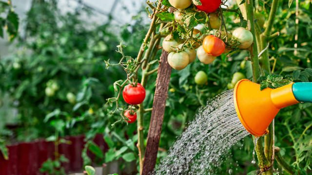 Image showing tomato plant being watered with watering can |
 Healthy Garden