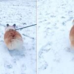 Corgi hops in the snow