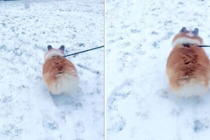 Corgi hops in the snow