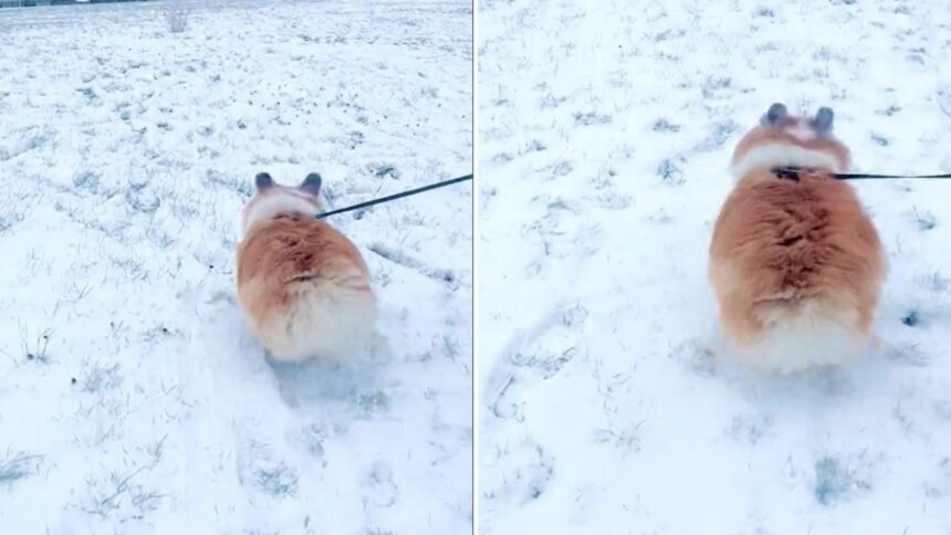 Corgi hops in the snow