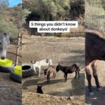 Fun Facts About Donkeys