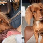 How Dogs and Babies Bond Peaches’ Story