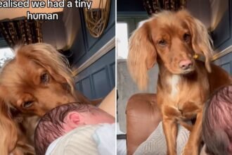 How Dogs and Babies Bond Peaches’ Story