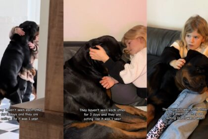 How Rottweilers Show Their Love and Loyalty Jax’s Story