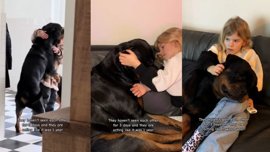How Rottweilers Show Their Love and Loyalty Jax’s Story