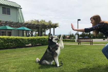 Pet-Friendly Wineries