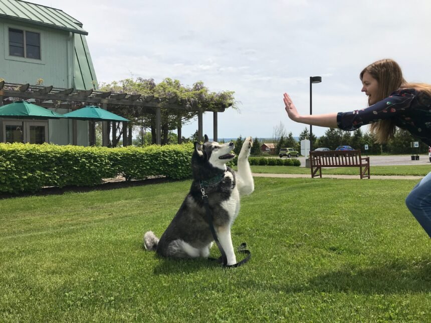 Pet-Friendly Wineries