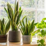 Snake Plant Care