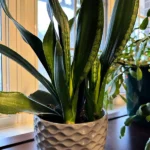 When should I repot my snake plant?