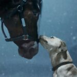 Budweiser’s Clydesdales