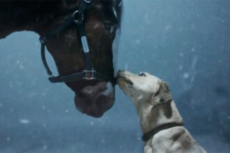 Budweiser’s Clydesdales