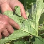 Dealing with Pests, Diseases, and Weeds