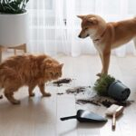 Common House Plants Toxic to Cats and Dogs