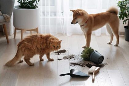 Common House Plants Toxic to Cats and Dogs