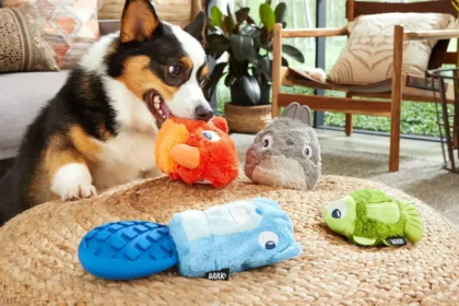 DIY Pet Toys: Safe and Affordable Ideas