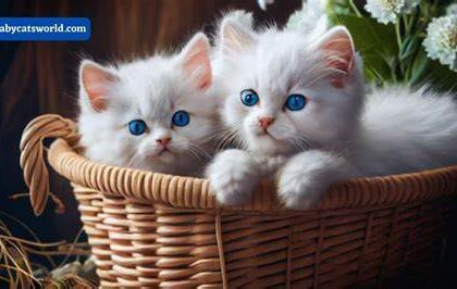 How to Choose the Right Cat Breed for Your Family