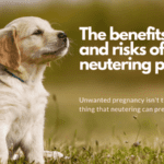 The Benefits of Spaying and Neutering Your Pet