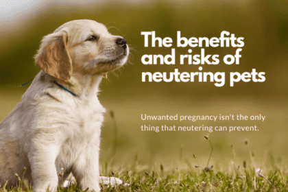 The Benefits of Spaying and Neutering Your Pet