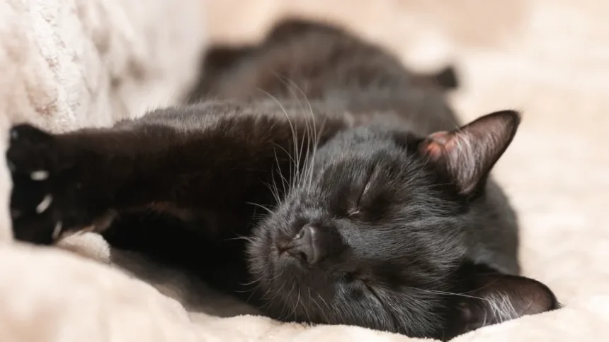 The Adorable World of Deaf Cats Understanding and Caring for Your Feline Friend