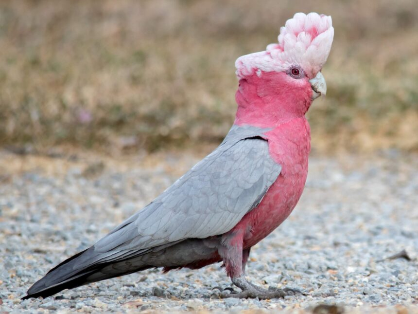 Berry the Pink Parrot Steals Hearts with Her Famous Front Flip